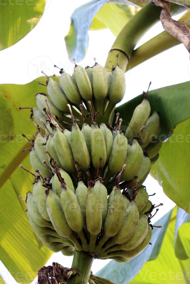 cacho de banana crua saudável na árvore foto