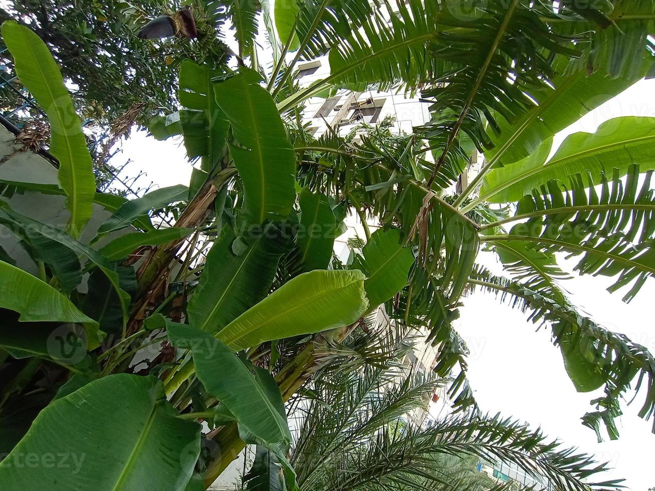 estoque de bananeira verde foto