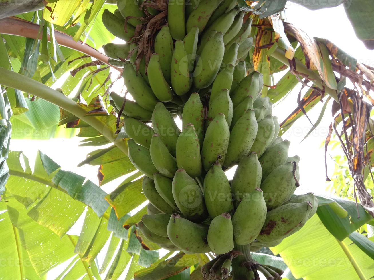 cacho de banana crua saborosa e saudável foto