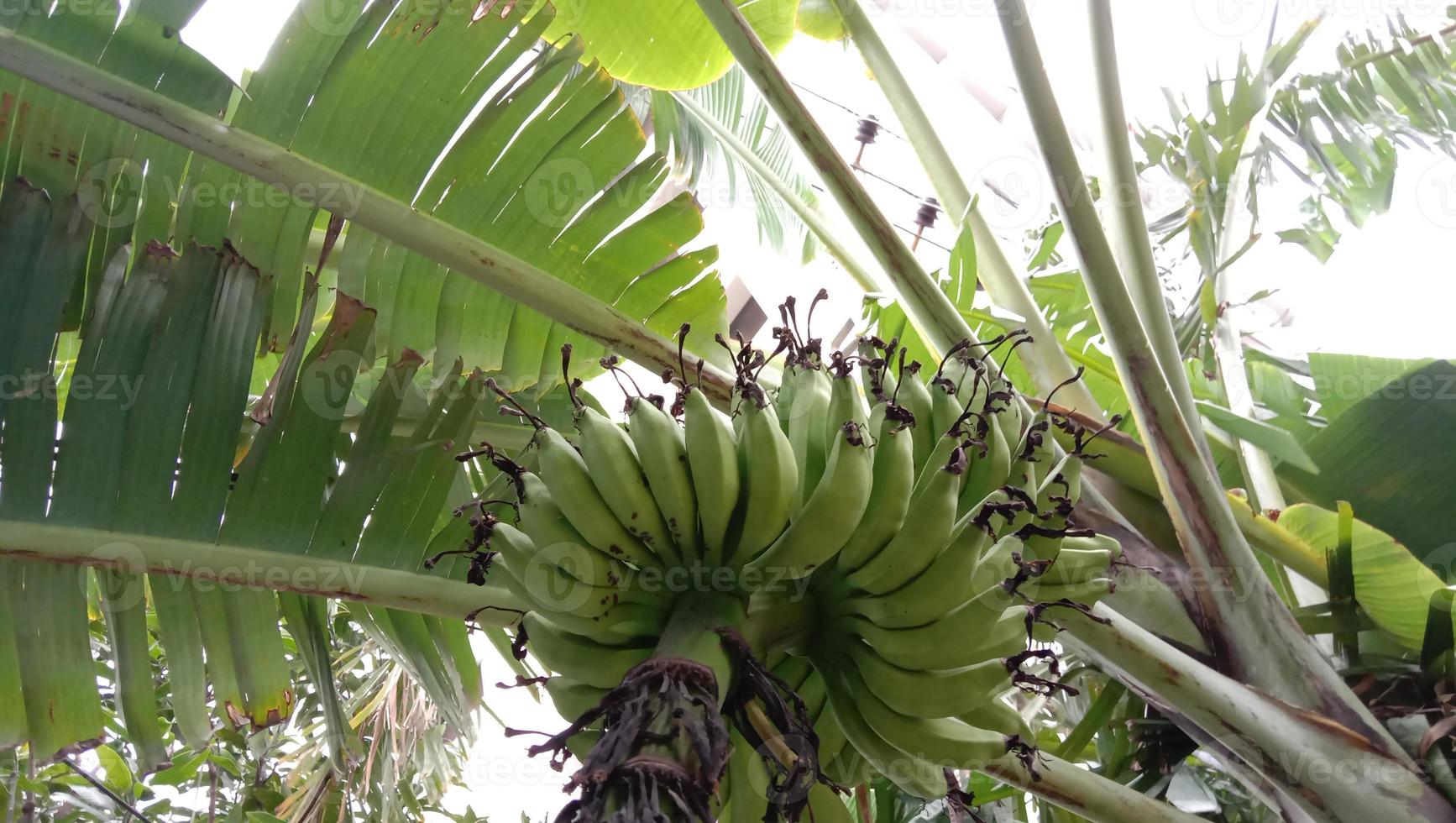 cacho de banana crua saborosa e saudável foto