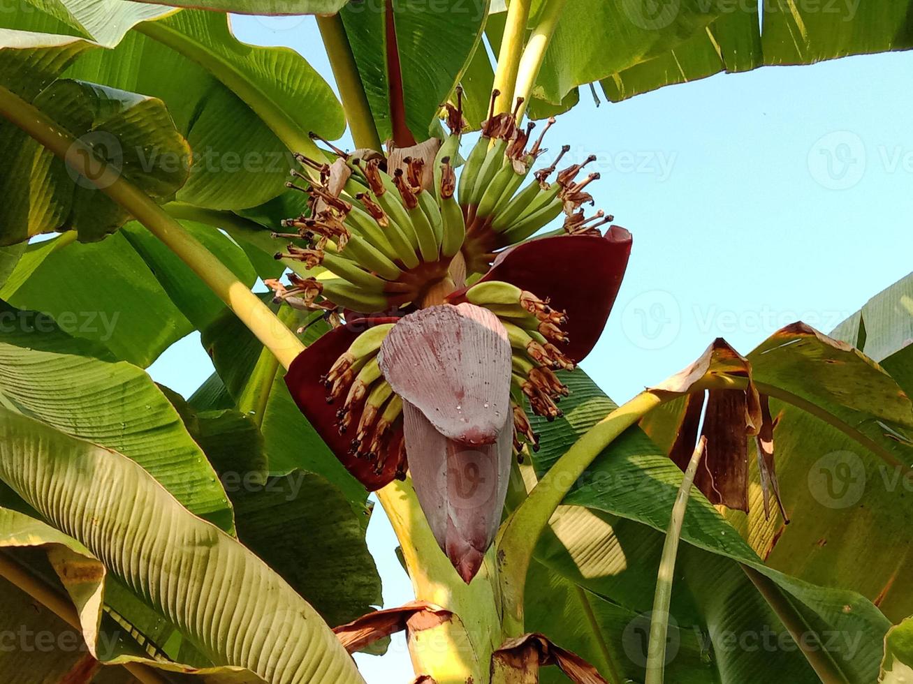 flor de bananeira com árvore firme foto