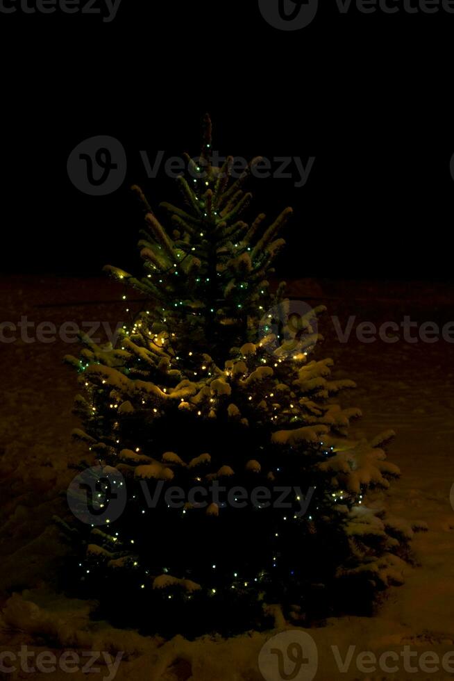 Natal árvore noite foto