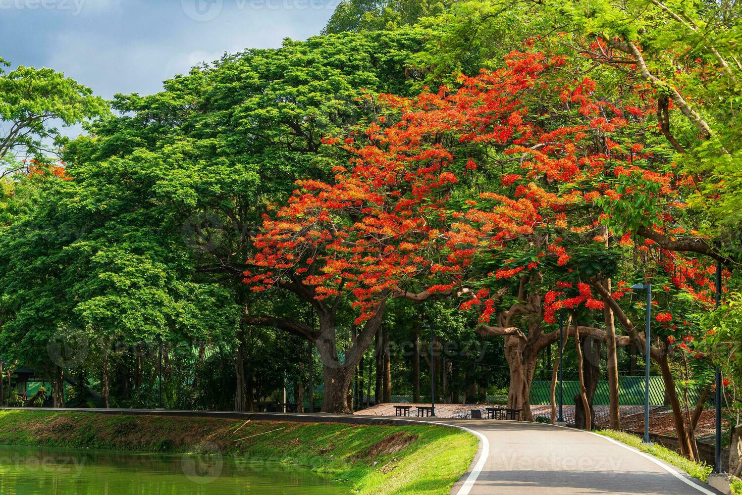 estrada panorama Visão e tropical vermelho flores real Poinciana dentro ang kaew Chiang mai universidade arborizado montanha azul céu fundo com branco nuvens, natureza estrada dentro montanha floresta. foto