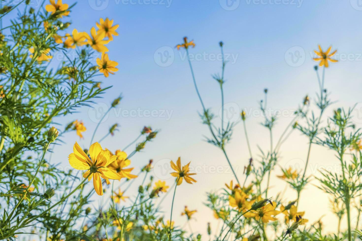 amarelo enxofre cosmos flores dentro a jardim do a natureza com azul céu. foto