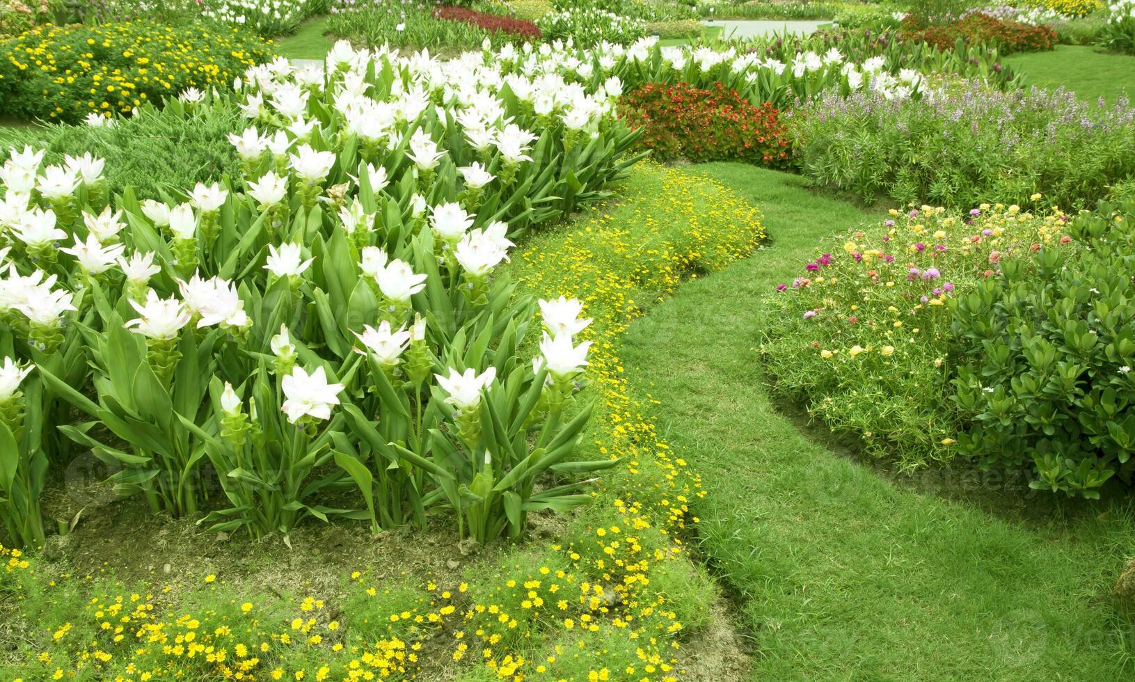 lindo natural flor jardim foto