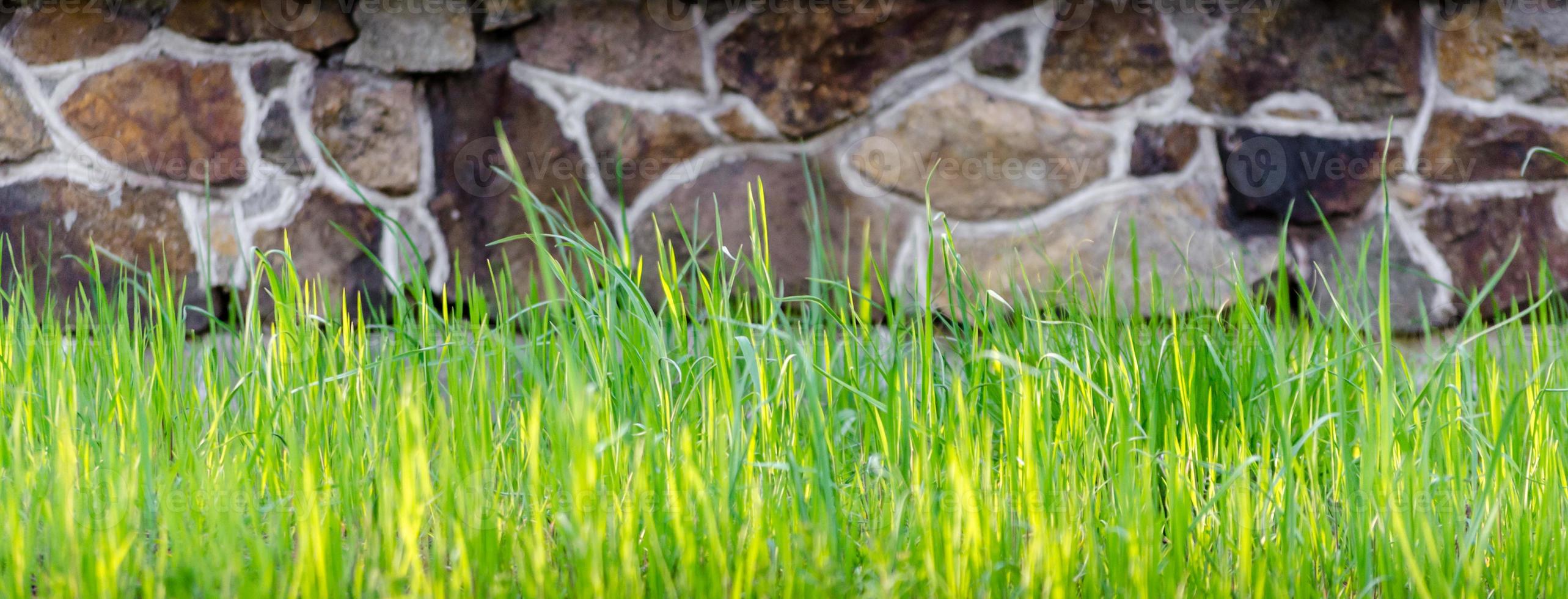 grama verde fresca no fundo da parede de pedra close-up foto