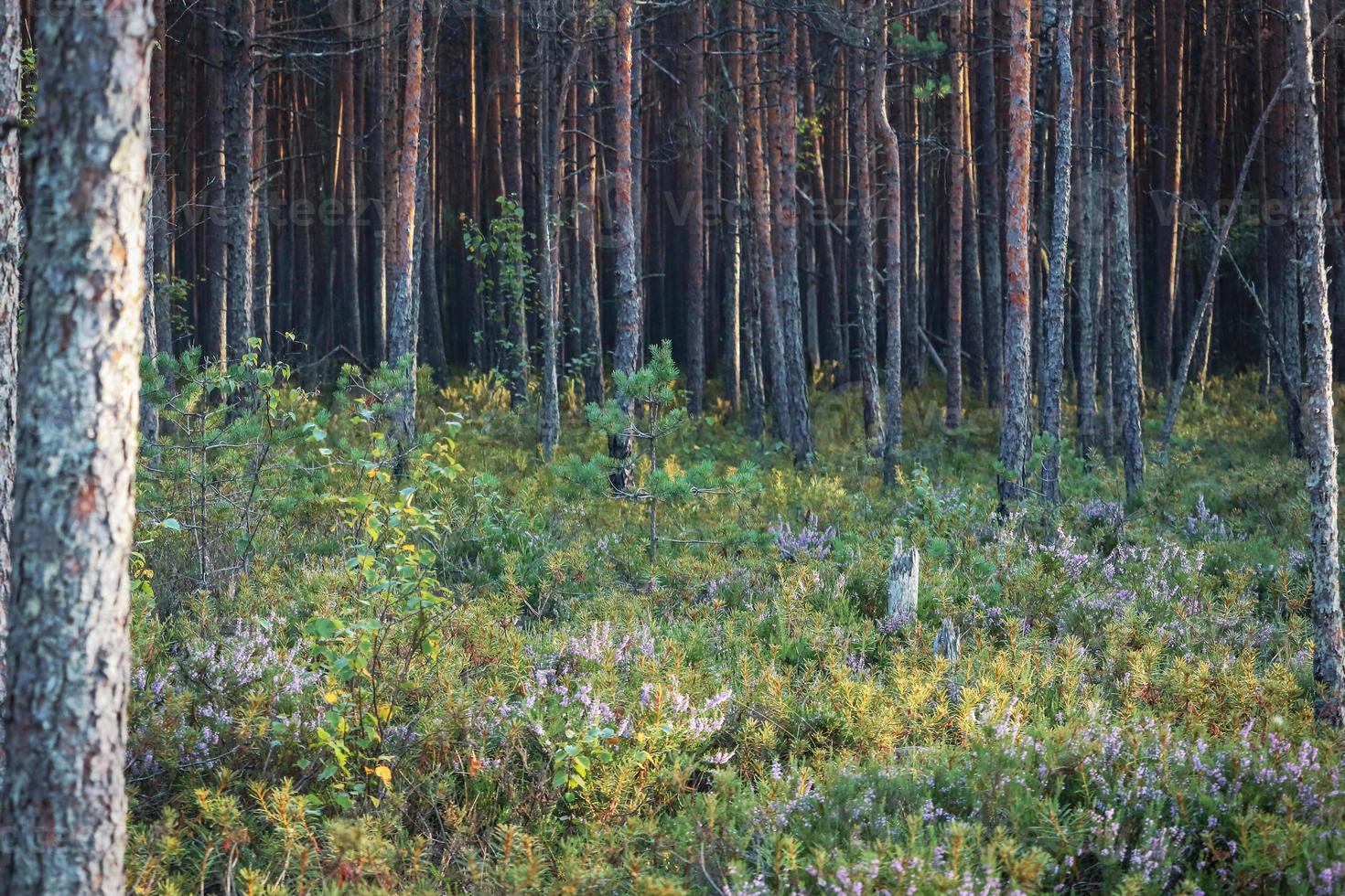 árvores crescendo no tapete de ervas da floresta com apenas troncos visíveis foto