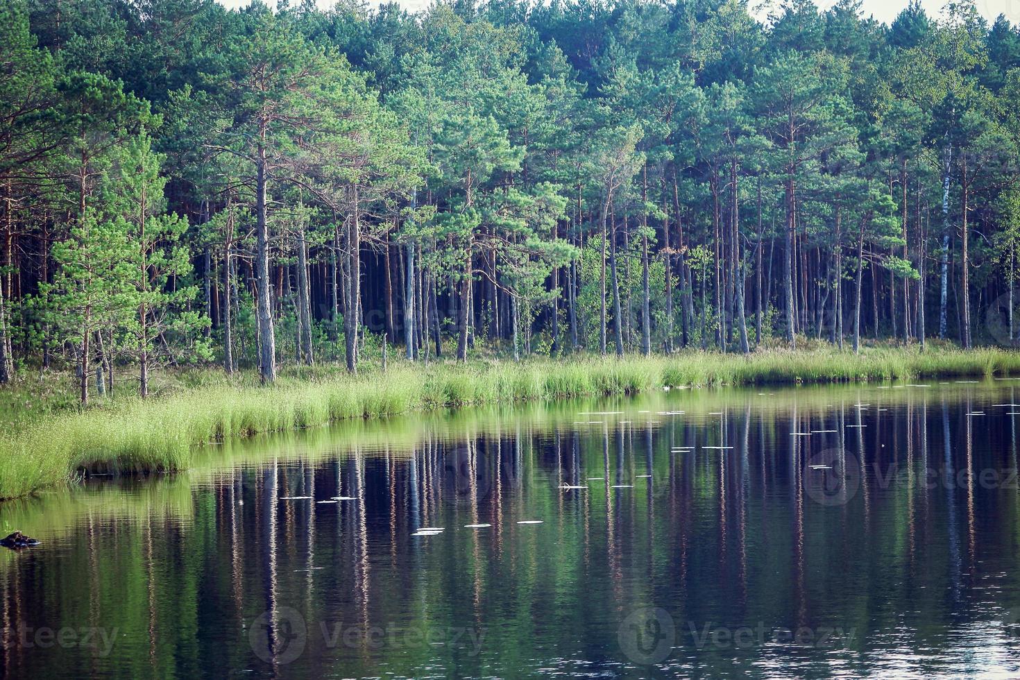 floresta crescendo ao longo da margem do lago com águas claras e reflexos foto