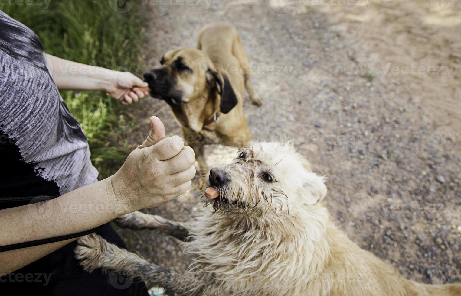 alimentando cães com carne na natureza foto