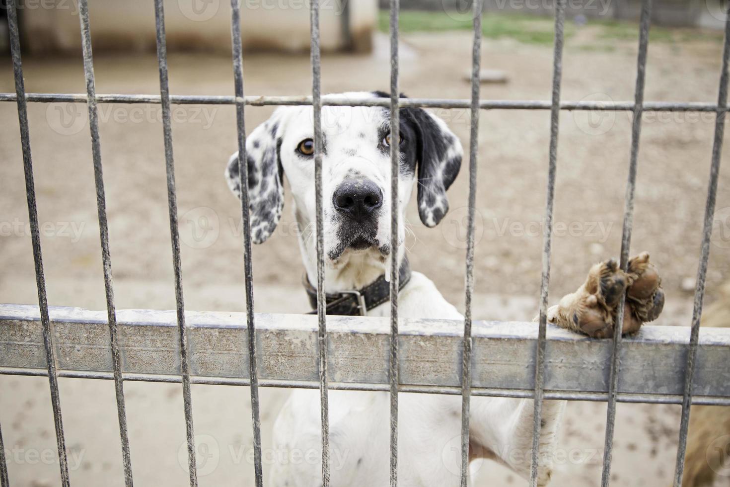 cachorro abandonado e enjaulado foto