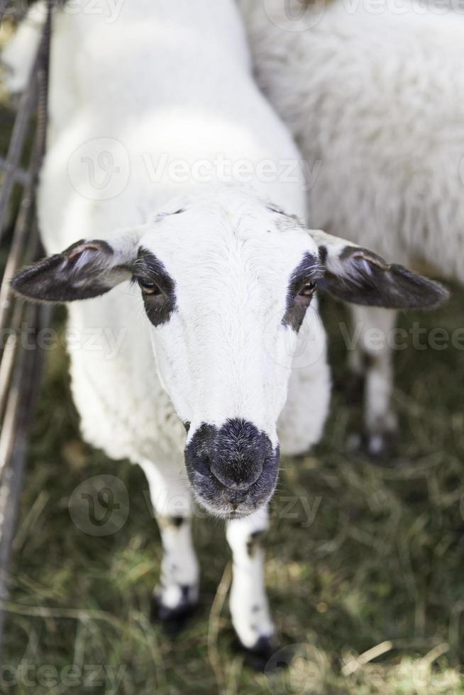 ovelha em uma fazenda em cativeiro foto