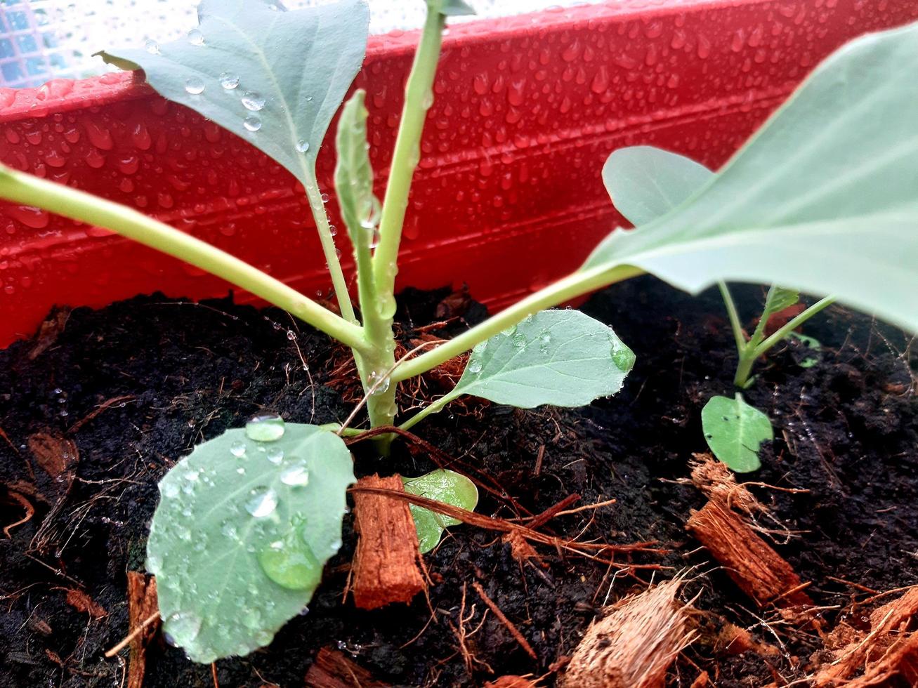 couve chinesa na horta. planta vegetal de couve chinesa orgânica verde fresca na fazenda, para o conceito de ingrediente de alimento natural ou saudável. foto