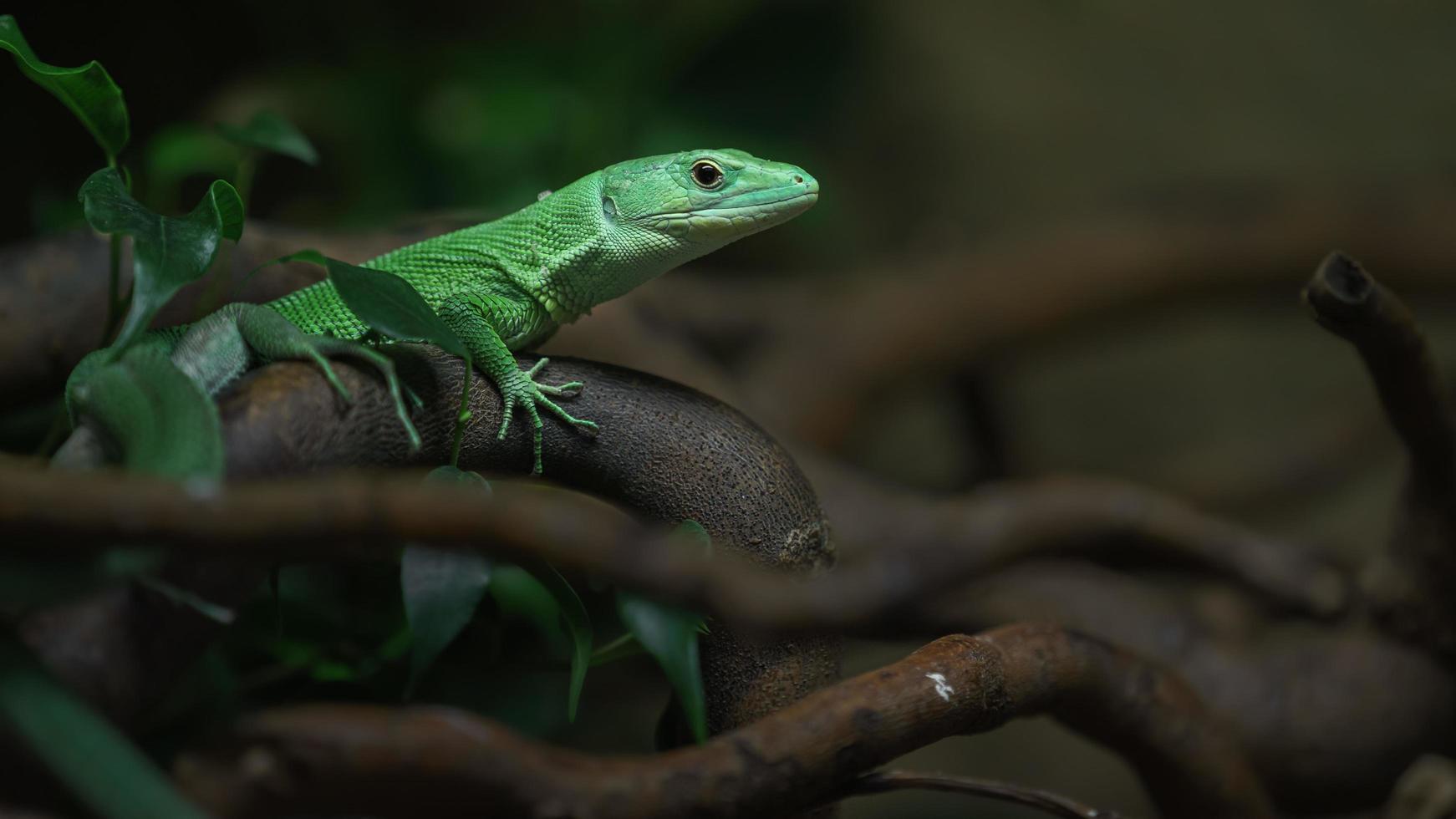 lagarto barrigudo verde foto