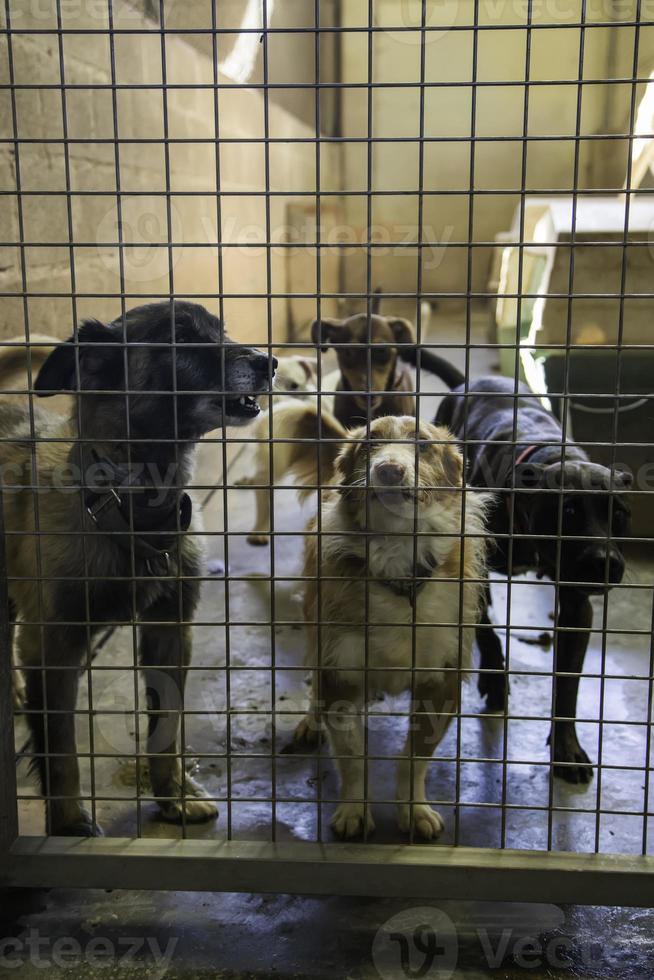 cães abandonados e enjaulados foto