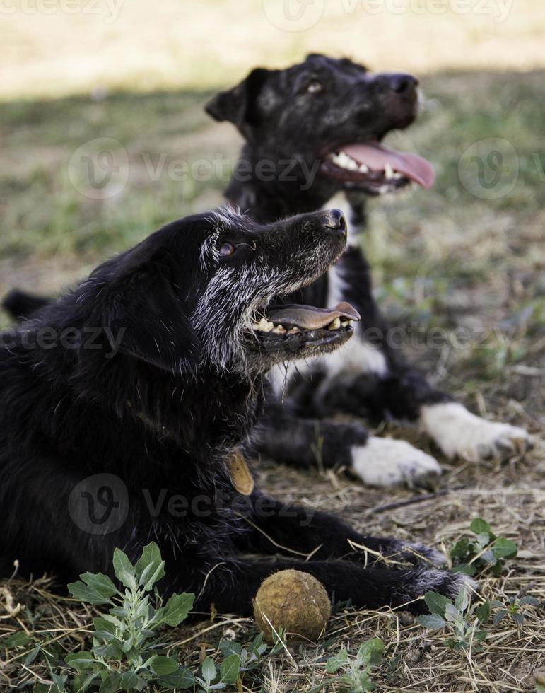 cachorro com bola para brincar foto