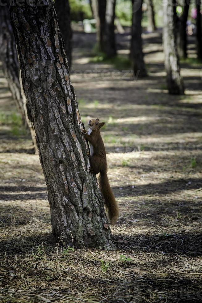 esquilo na floresta foto