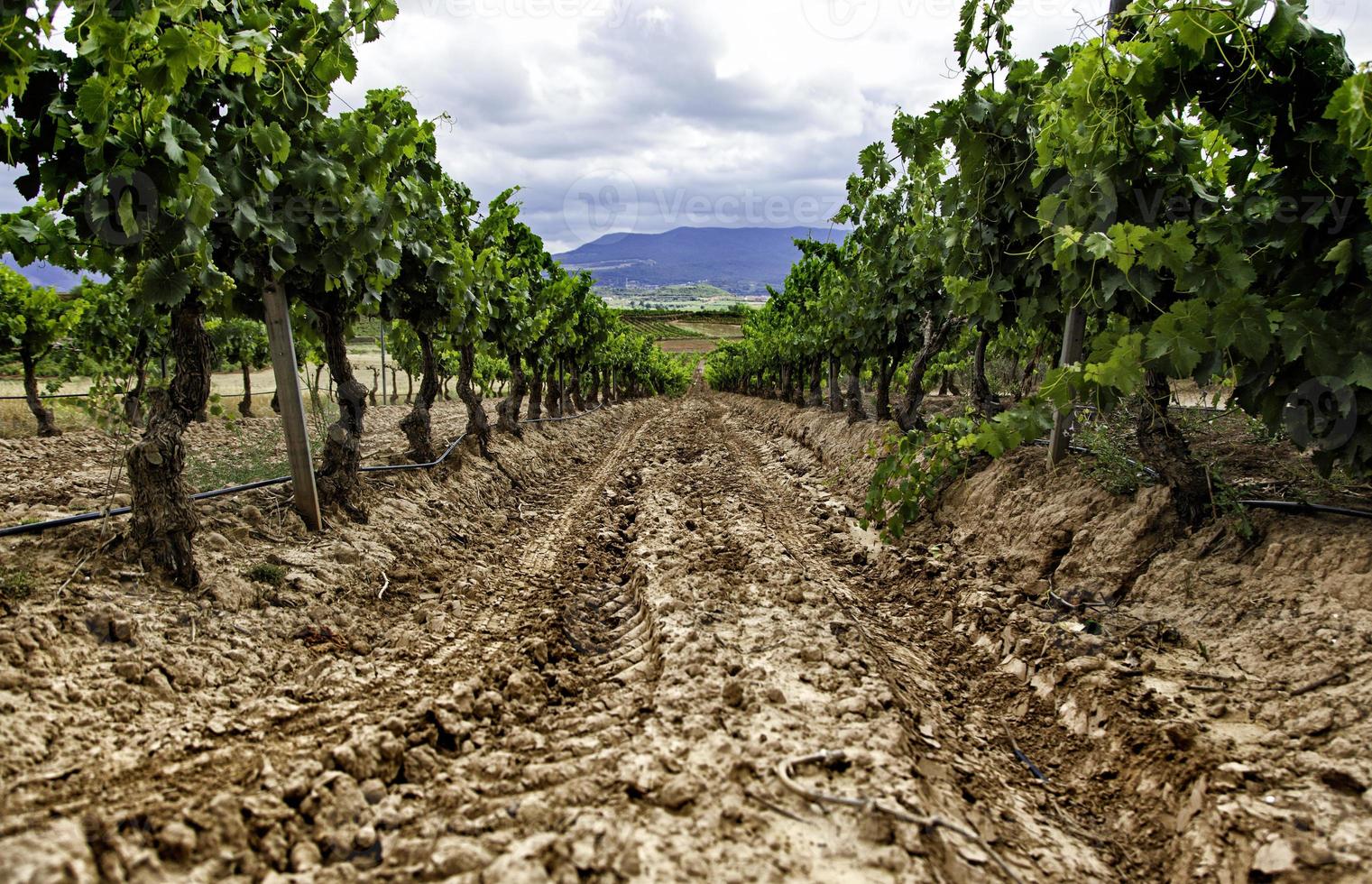 campo de vinho para fazer vinho foto