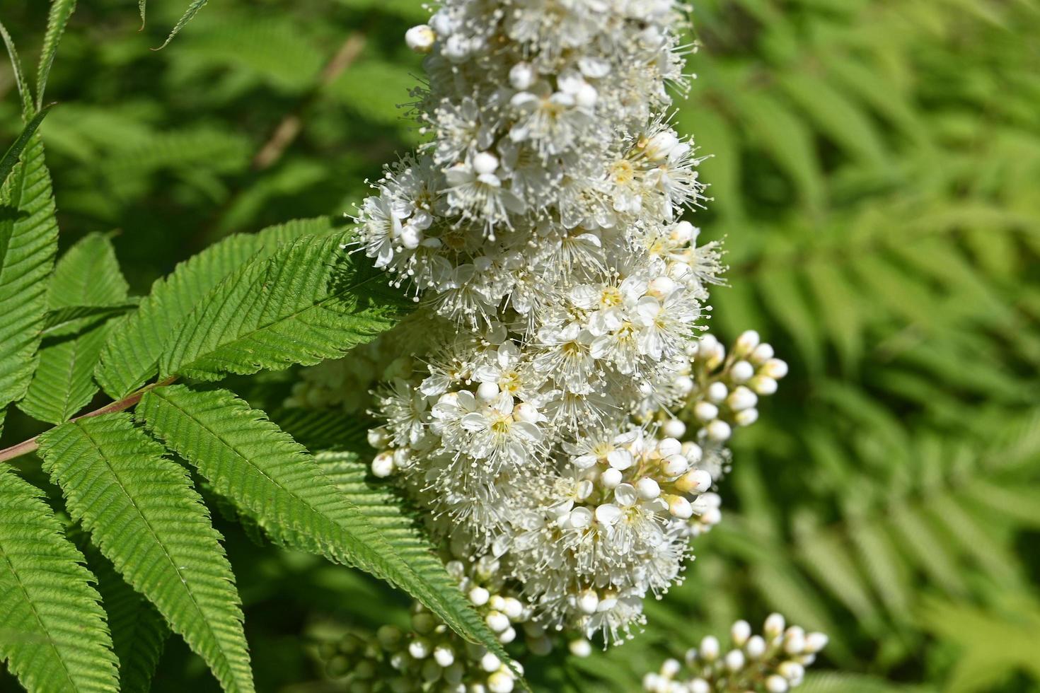 inflorescência de flores brancas de sorveira ornamental entre as folhas verdes foto