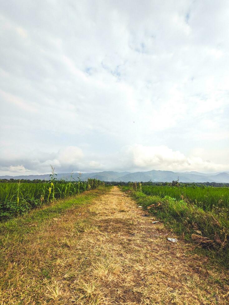 sujeira estradas arroz Campos e montanhas e vegetação foto