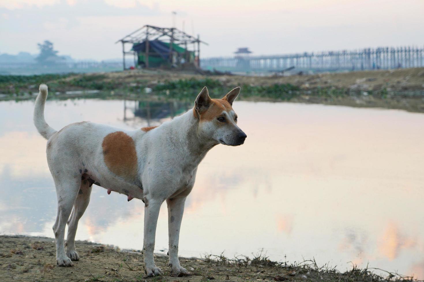 um cachorro branco com manchas marrons na cabeça e no corpo em pé na margem do lago pela manhã com o fundo da ponte u-bein foto