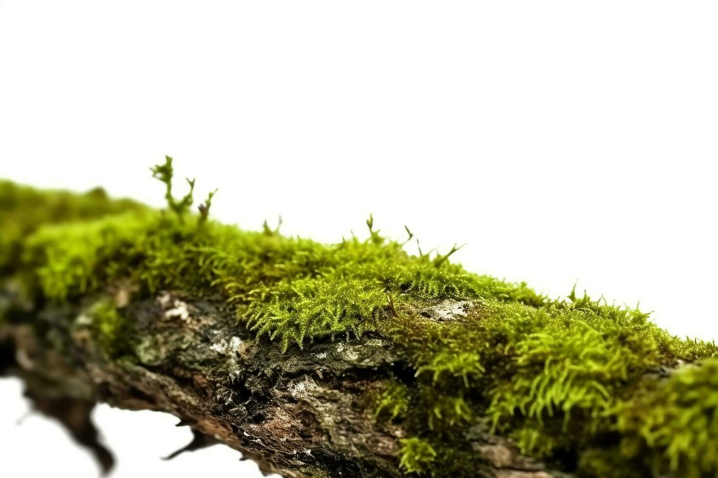 verde musgo em de madeira registro isolado em branco fundo foto