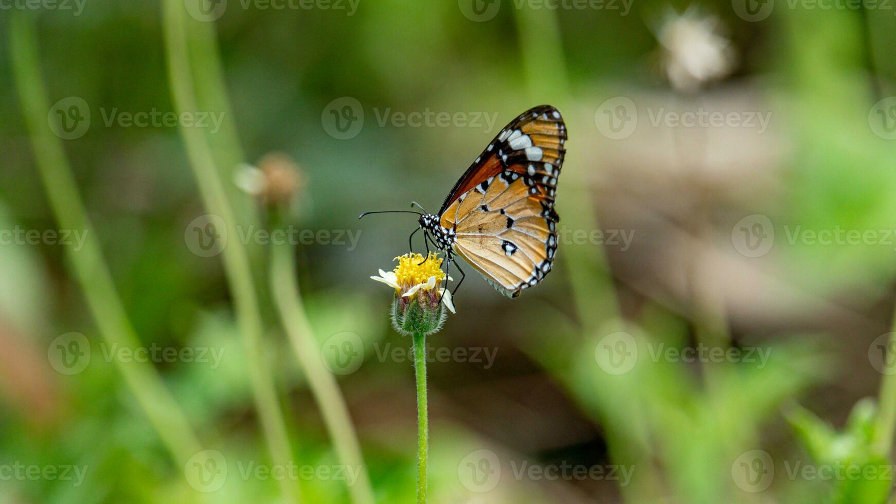 borboleta bebendo néctar e polinizando Relva flor foto