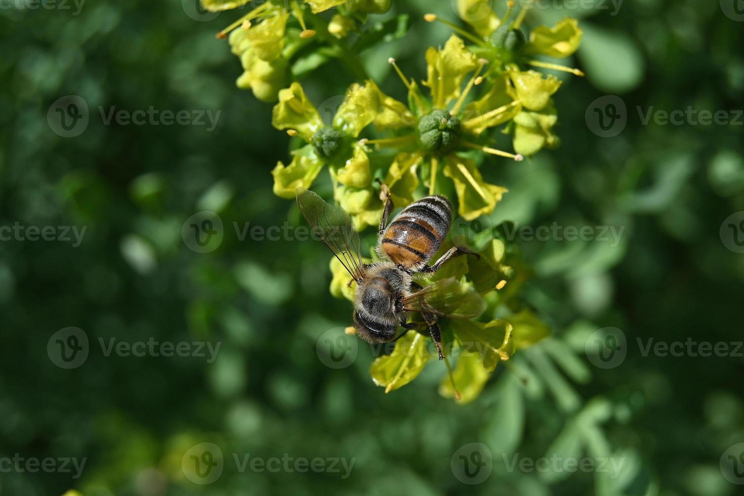 em flores de rima amarelada a abelha coleta mel foto