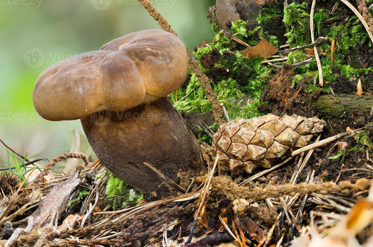 visualização detalhada de um jovem cogumelo comestível marrom coberto de fuligem no musgo foto