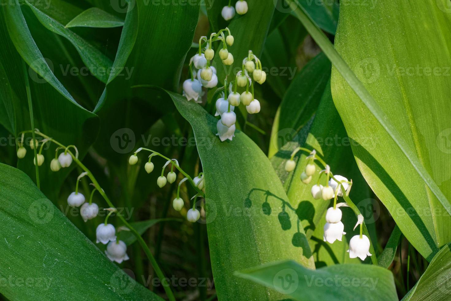 flores de lírio do vale, convallaria majalis. foto