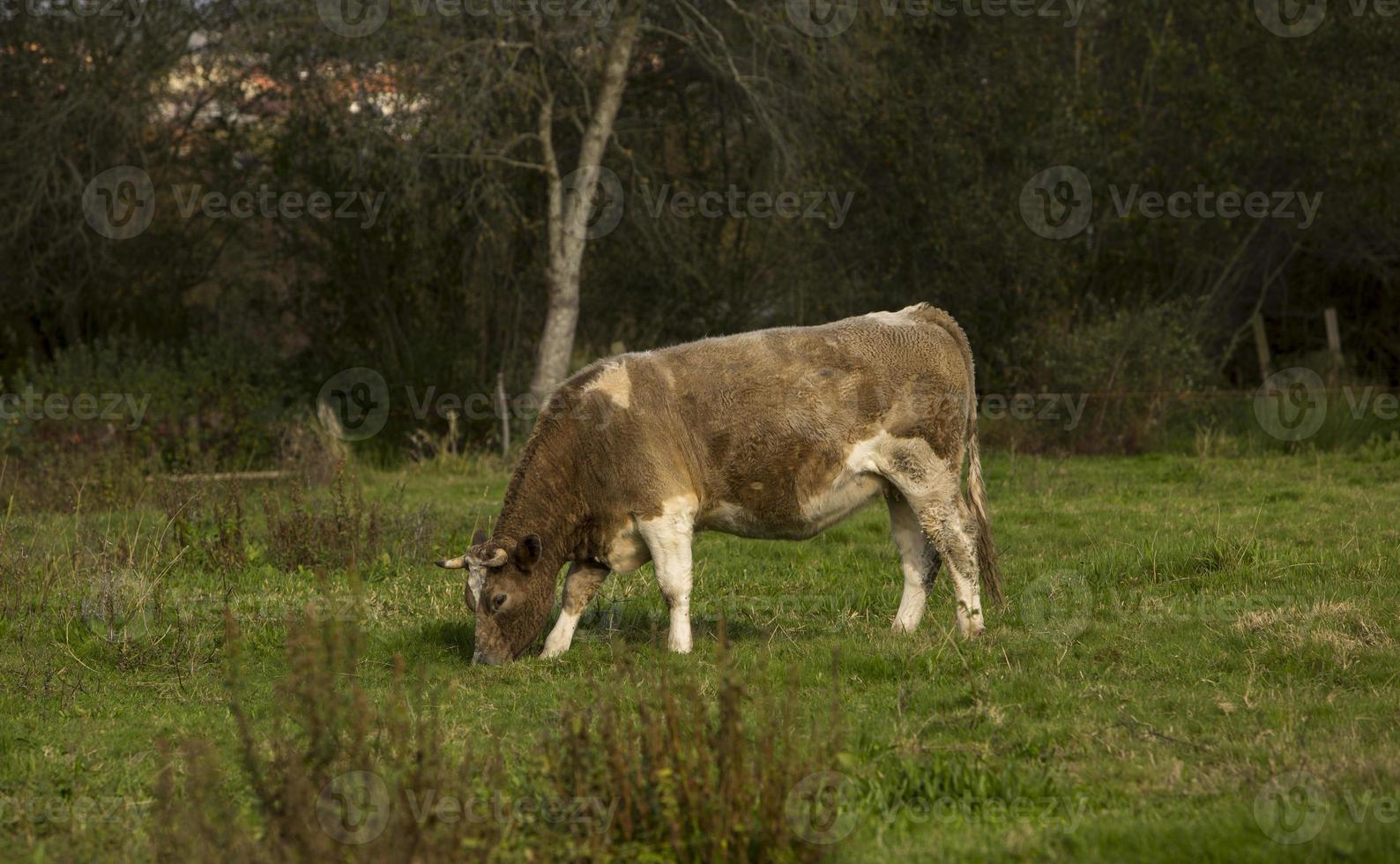 vaca pastando no campo português foto