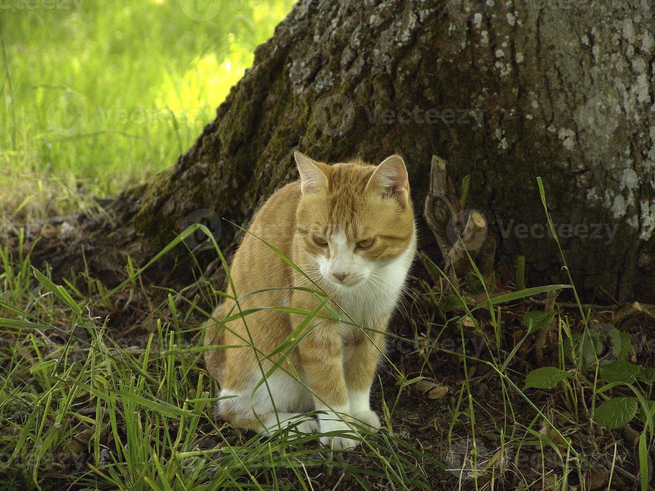 gato feliz no jardim, frança foto