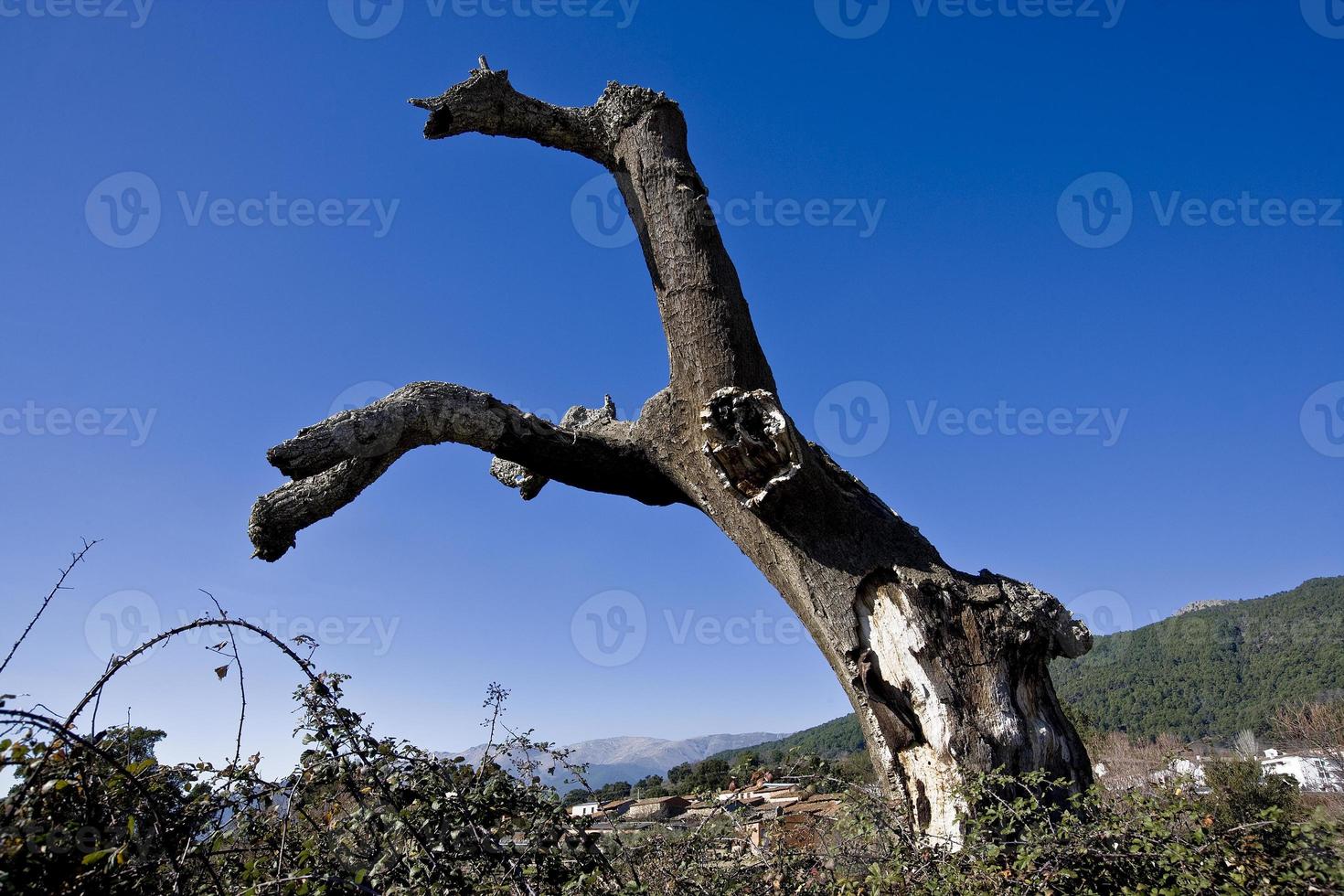sobreiro morto na serra de gredos, província de ávila, castela e leão, espanha foto