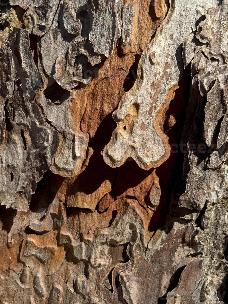 detalhe de tronco de árvore na floresta de pinheiros em madri, espanha foto