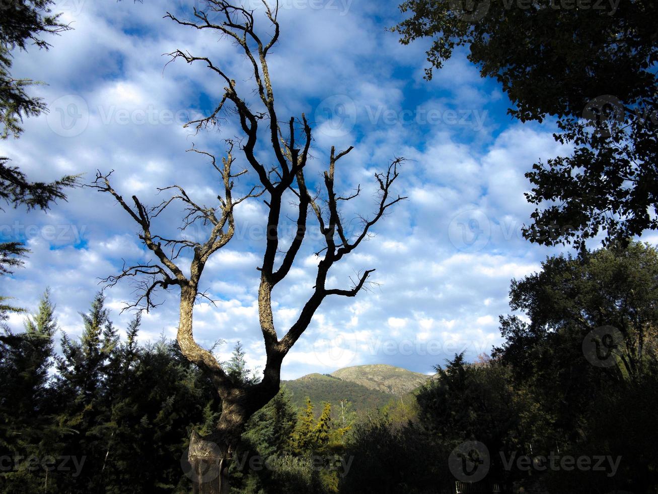 silhueta de árvores no fundo do céu nublado e outonal em piedralaves, província de avila, castilla y leon, espanha foto