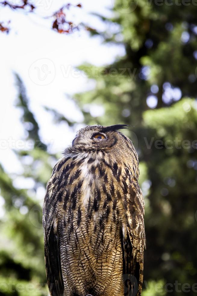 coruja real em uma exibição de aves de rapina, poder e tamanho foto