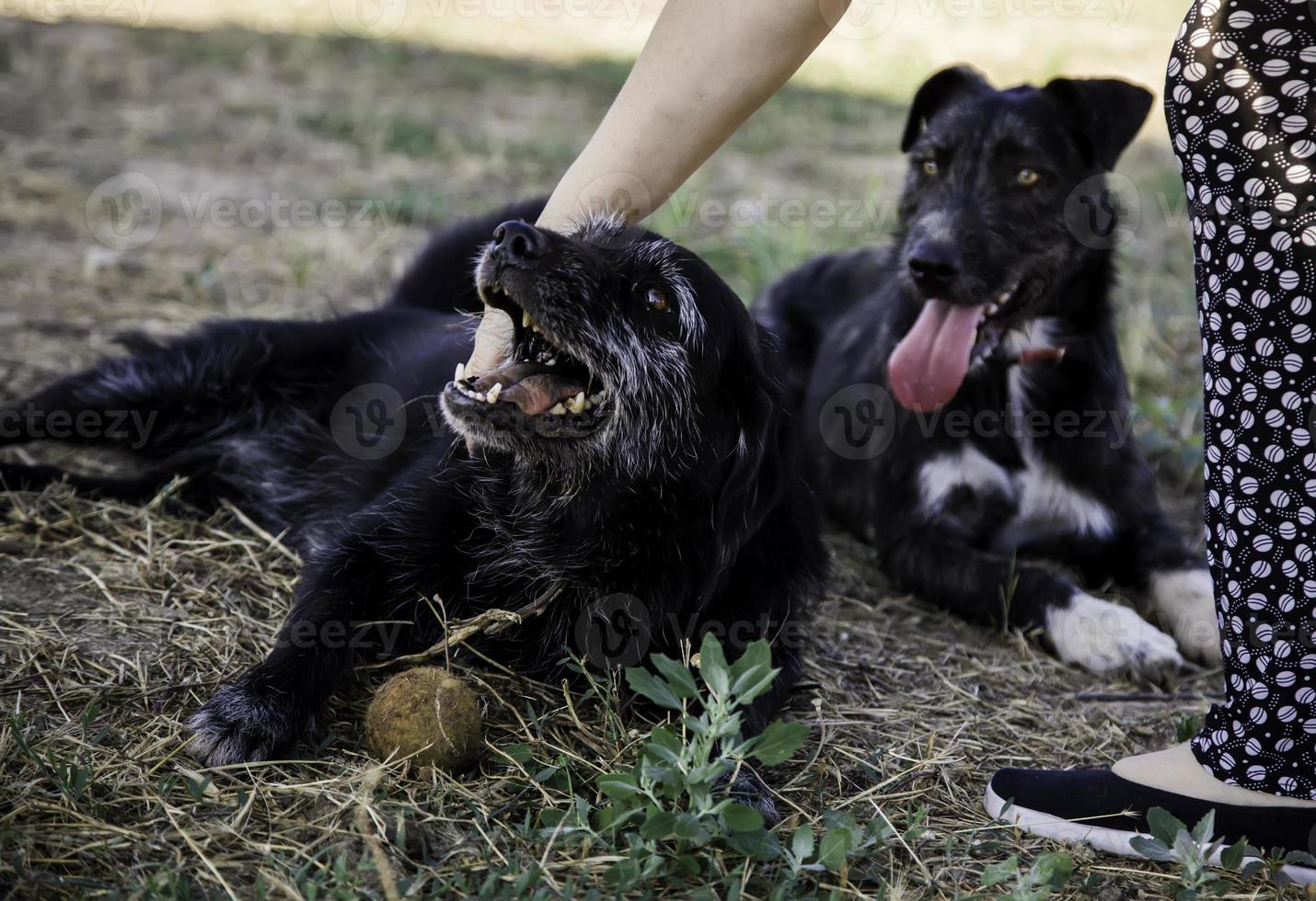 cães abandonados animal de estimação foto