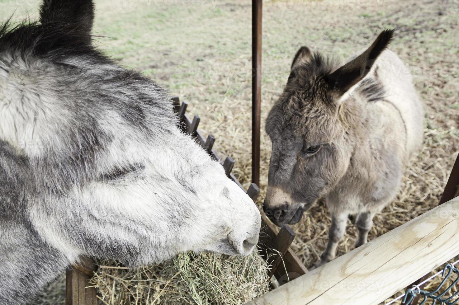 burros comendo fazenda foto