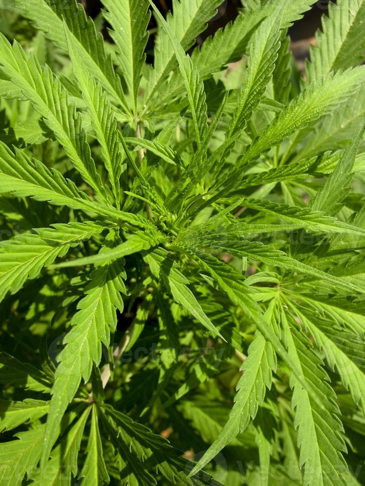 cultivo de cannabis em um terraço em madri foto