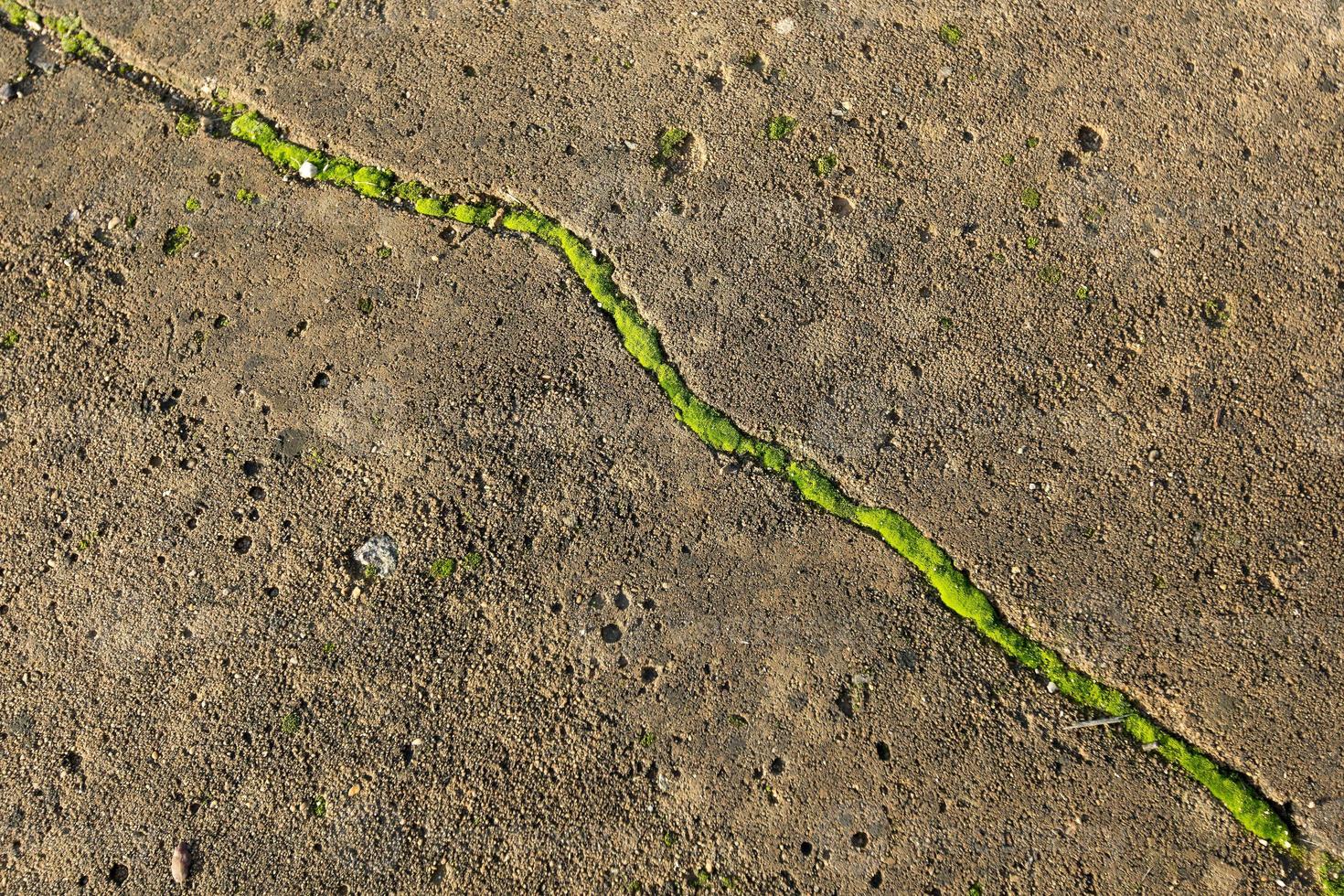 caminho de musgo verde no chão foto
