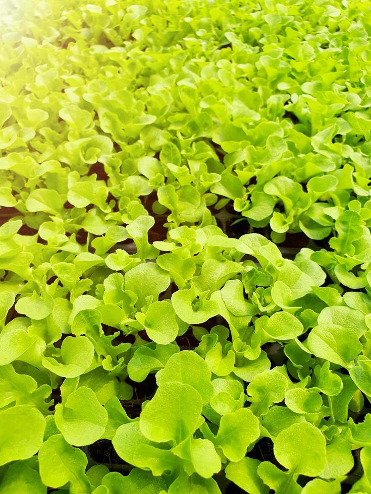 close-up de plantação de salada de legumes em uma casa verde em uma fazenda orgânica foto