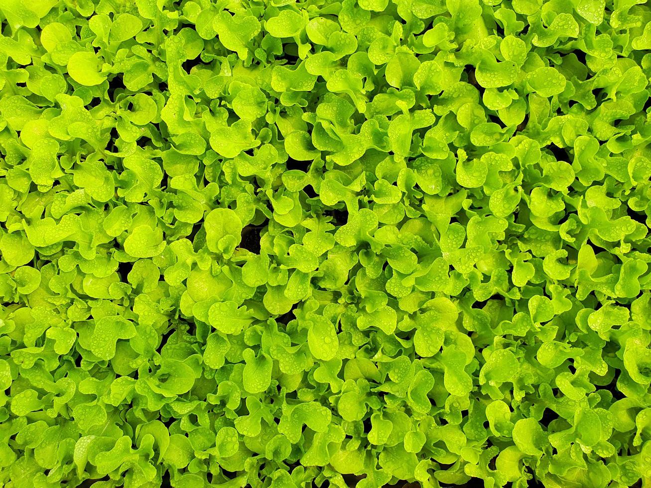 close-up de plantação de salada de legumes em uma casa verde em uma fazenda orgânica foto