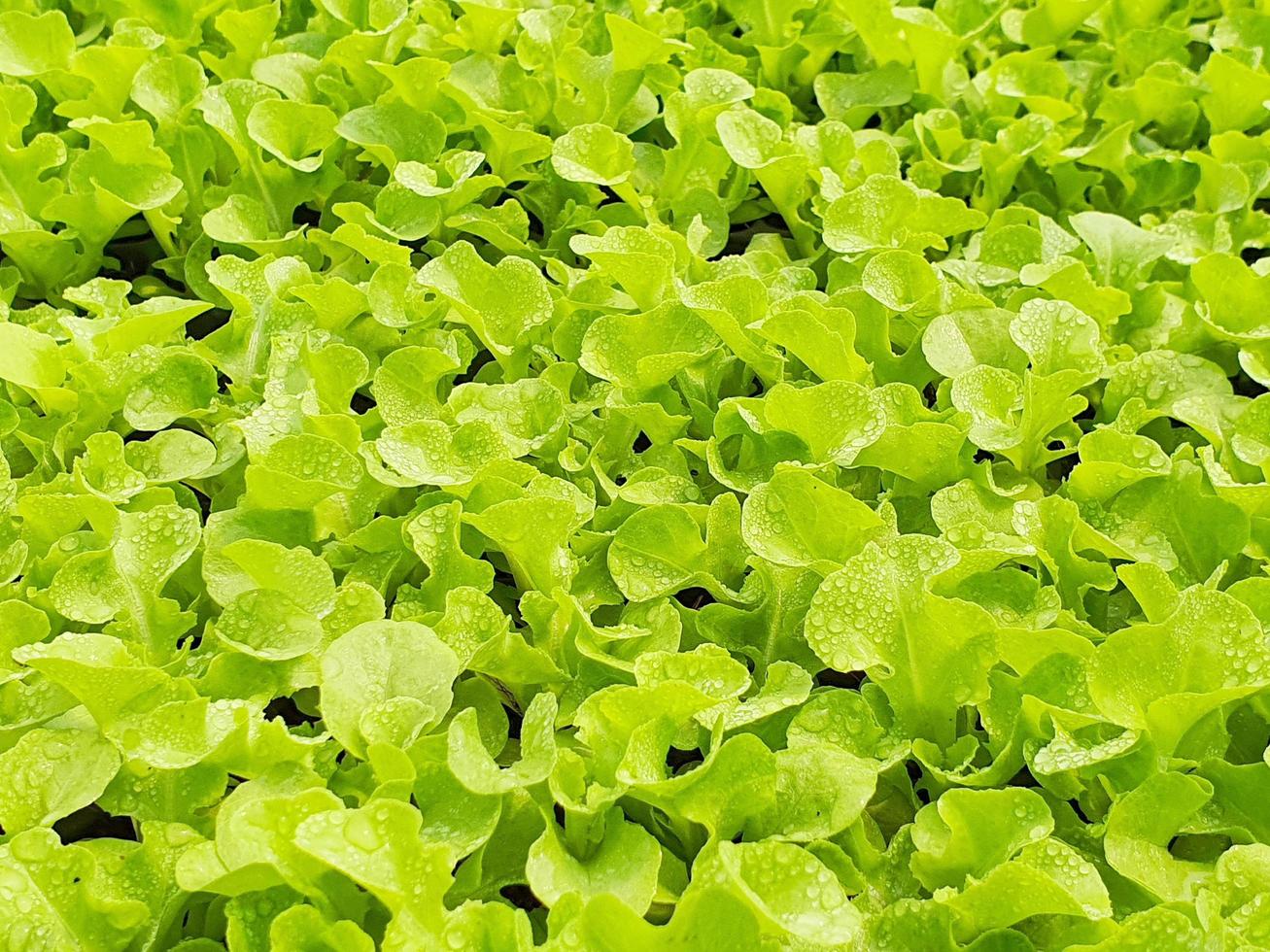 close-up de plantação de salada de legumes em uma casa verde em uma fazenda orgânica foto