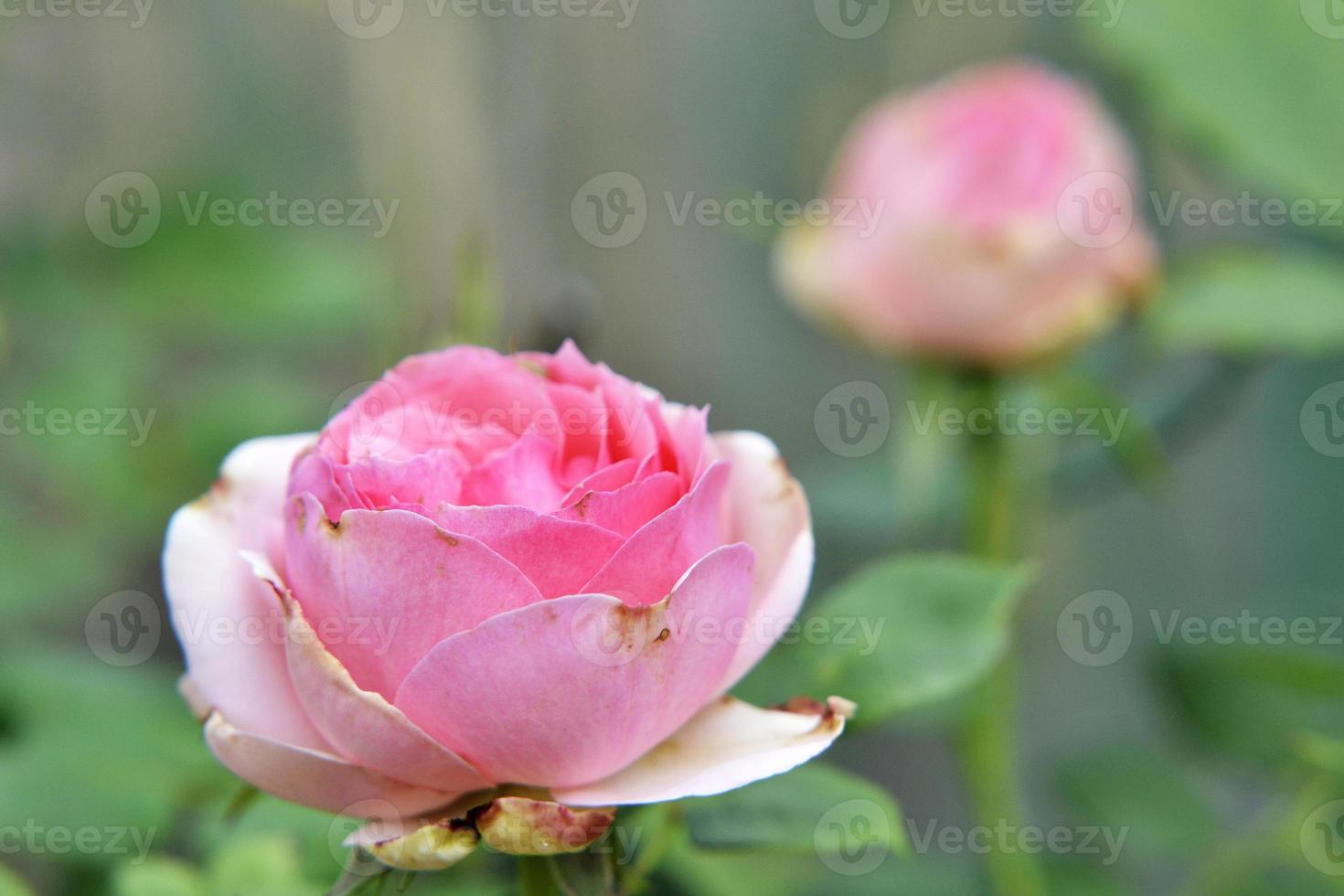 flor de beleza selvagem com néctar florescendo no campo foto