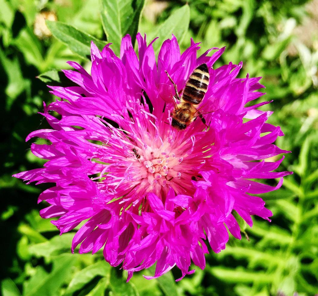 abelha alada voa lentamente para a planta, colete o néctar para o mel no apiário particular foto