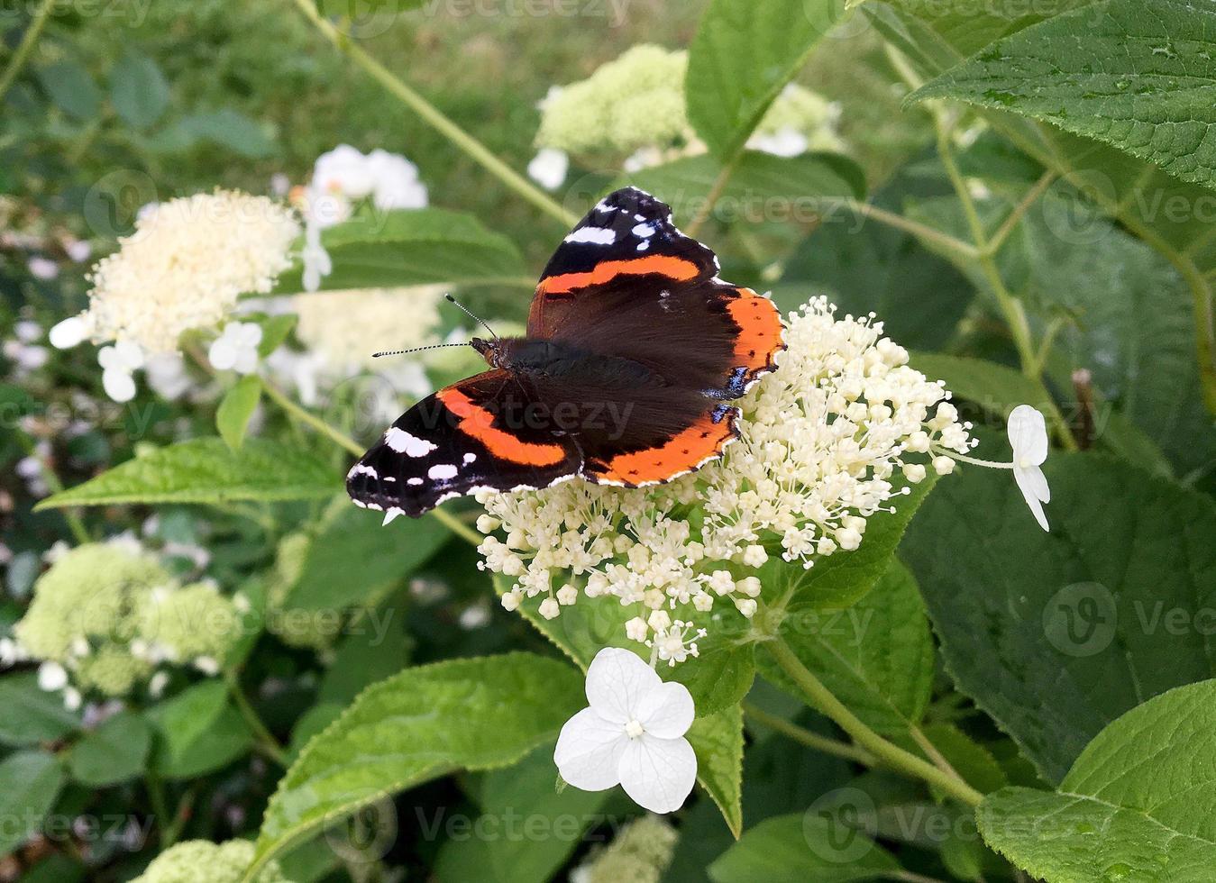 grande borboleta preta monarca andando na planta com flores foto