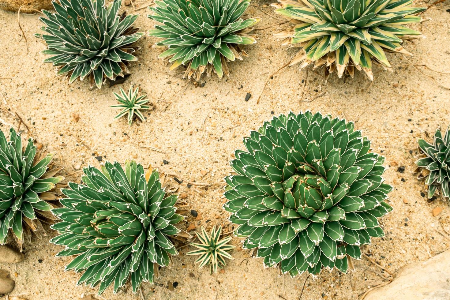 planta do século rainha victoria agave real na estufa foto