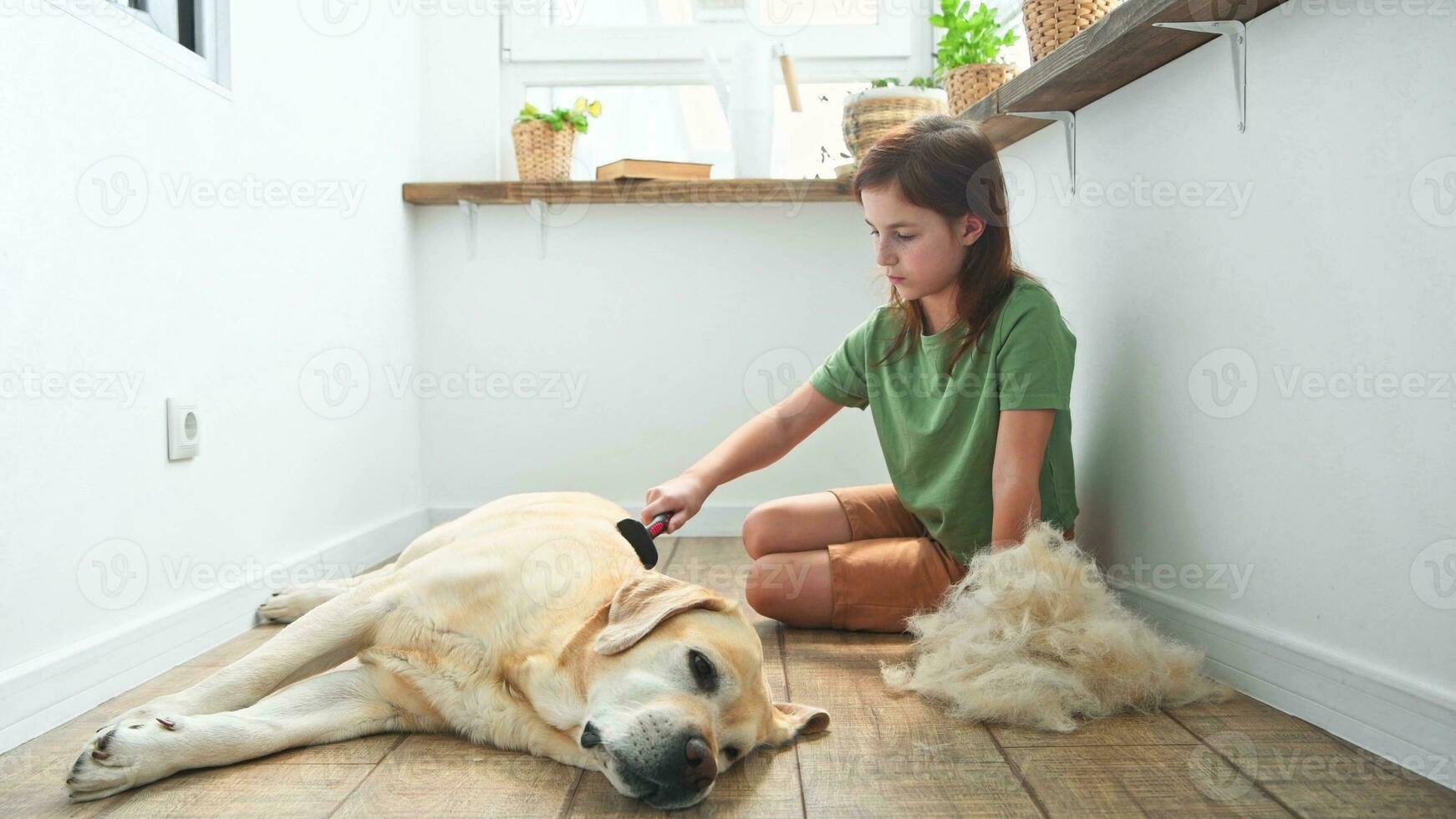 menina pentear a cabelo do dela labrador cachorro. problema Primavera muda animal. foto