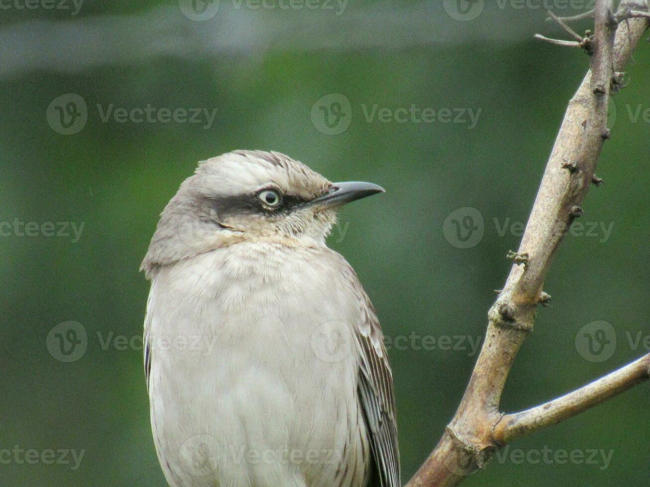 sabiadocampo nome científico mimus saturnino foto