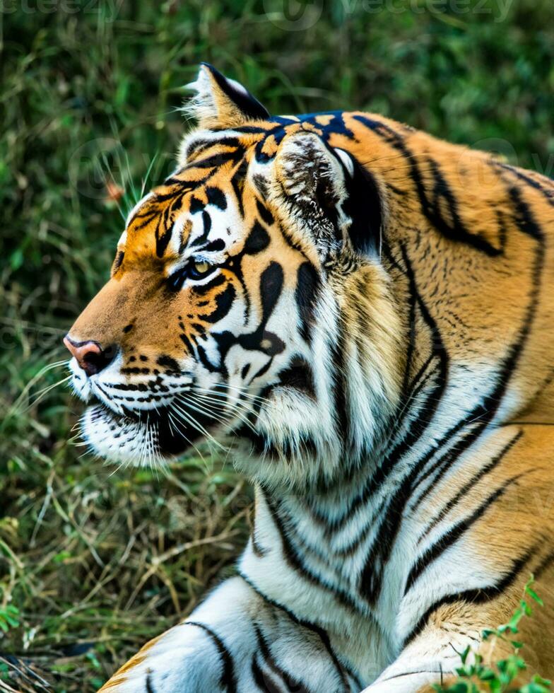 foto fechar-se panorama tiro do uma Bengala tigre com verde Relva