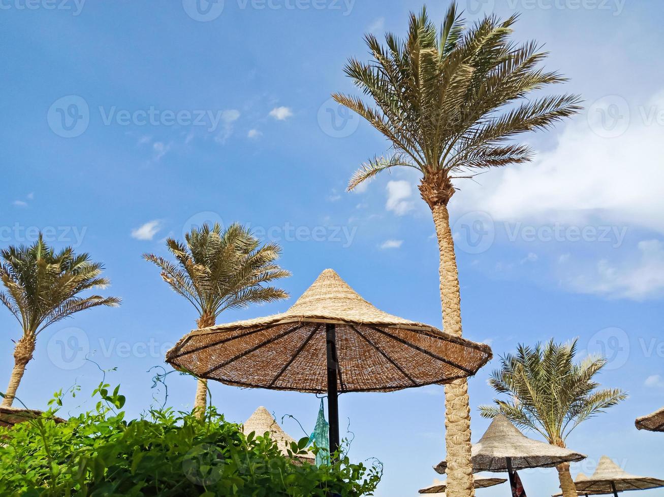 guarda-chuva de palha e palmeiras altas em hurghada, egito foto